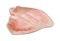 Uši